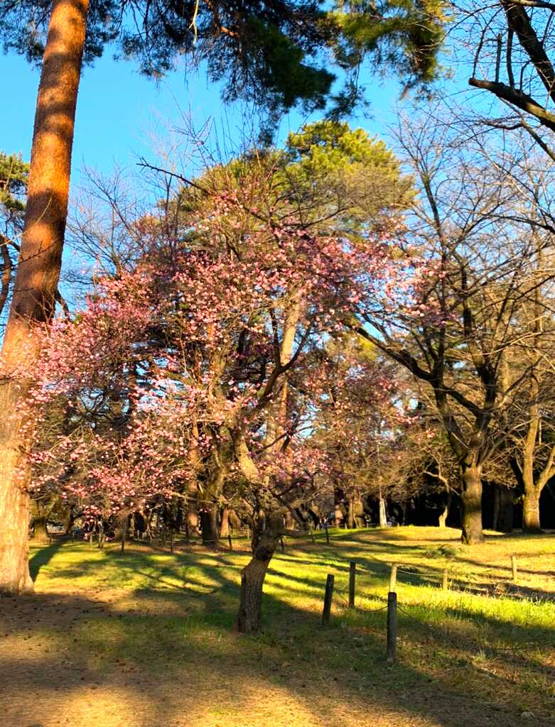 大宮氷川神社