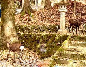 三峯神社　シカにも出会えるかも…