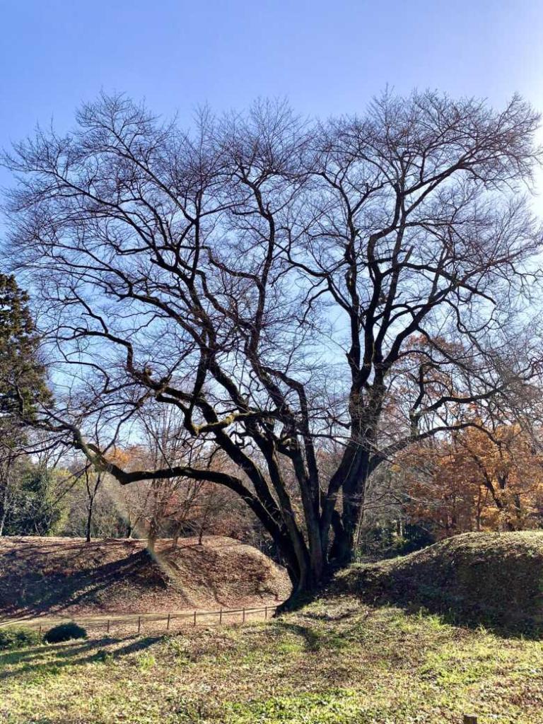 鉢形城