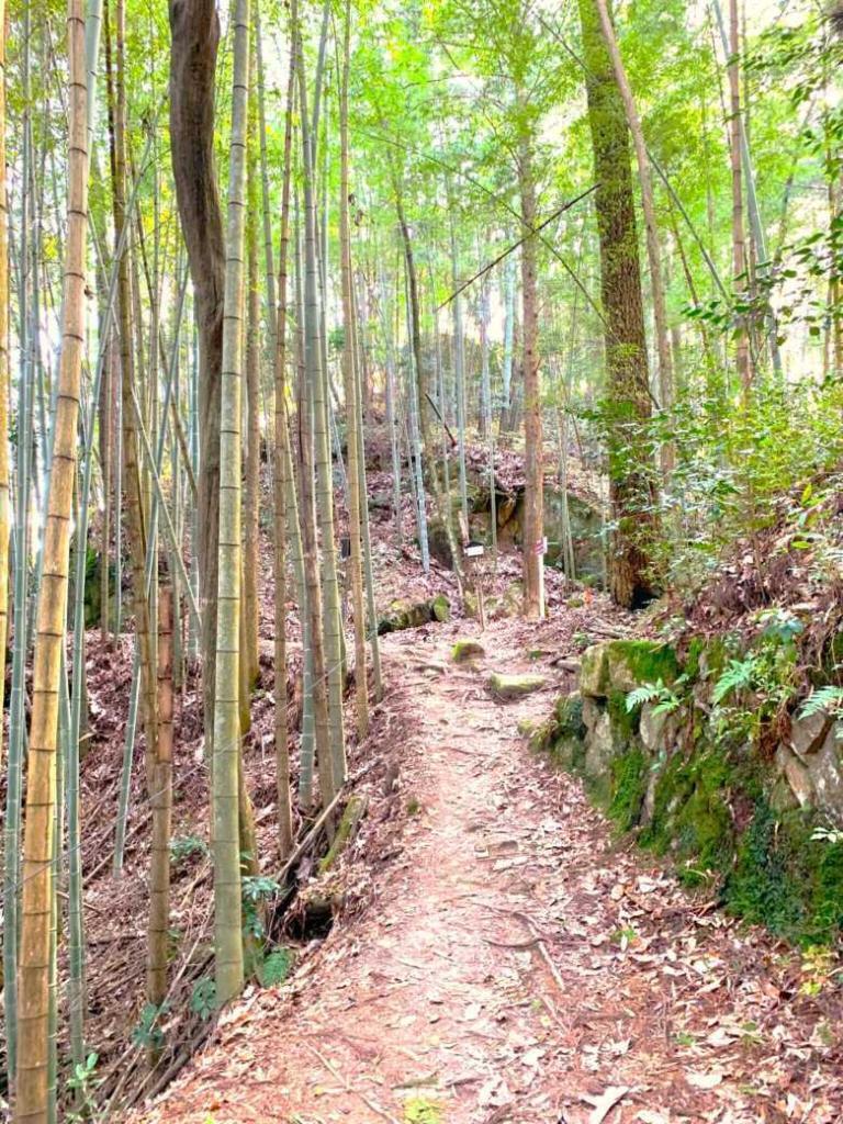 苗木城