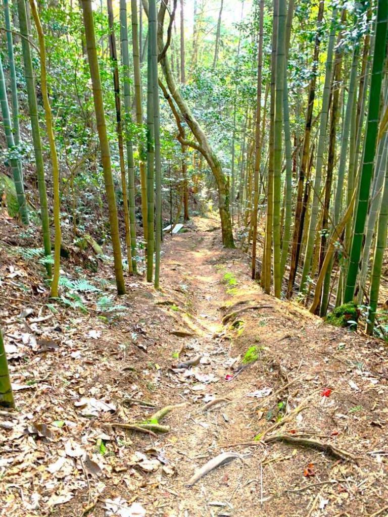 苗木城