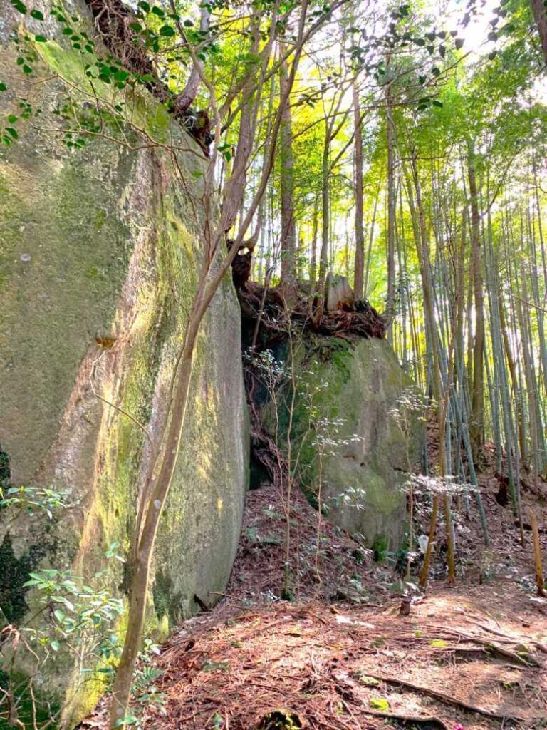 苗木城