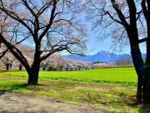 北杜　蕪の桜並木の様子