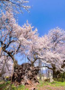 神代桜