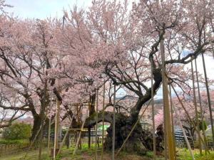神代桜