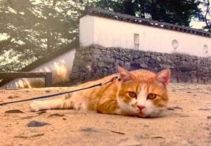 高梁　武家屋敷 ・旧埴原家内の "猫城主さんじゅーろーあしあと館？" の展示