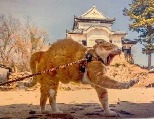 高梁　武家屋敷 ・旧埴原家内の "猫城主さんじゅーろーあしあと館？" の展示