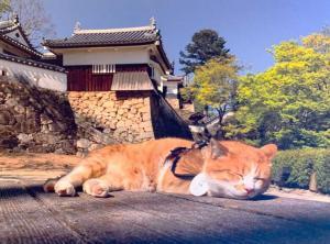 高梁　武家屋敷 ・旧埴原家内の "猫城主さんじゅーろーあしあと館？" の展示