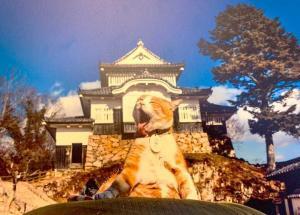 高梁　武家屋敷 ・旧埴原家内の "猫城主さんじゅーろーあしあと館？" の展示