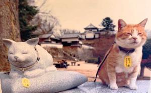 高梁　武家屋敷 ・旧埴原家内の "猫城主さんじゅーろーあしあと館？" の展示