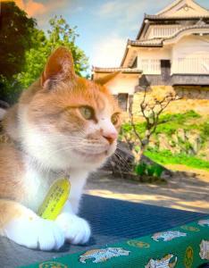 高梁　武家屋敷 ・旧埴原家内の "猫城主さんじゅーろーあしあと館？" の展示