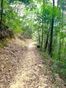 備中松山城　遊歩道(山道の登城路)