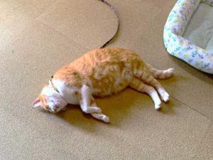 備中松山城 帰り際も寝ていた、さんじゅーろー