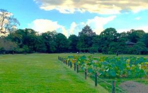岡山後楽園 井田(せいでん)越しの岡山城