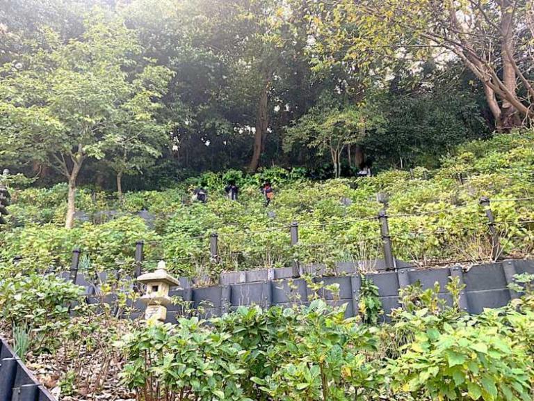 鎌倉・長谷寺 眺望散策路(あじさい径)