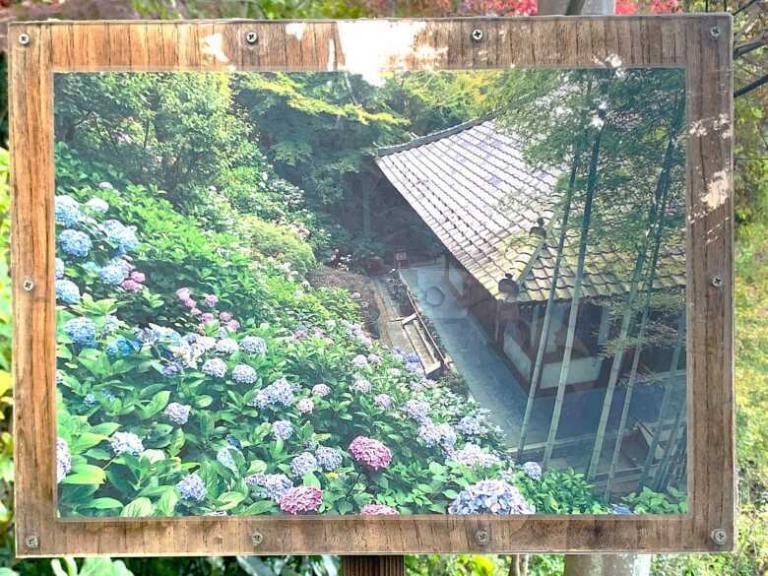 鎌倉・長谷寺 境内にあった”あじさい”の写真…