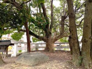 鎌倉宮 一の鳥居脇にある大木