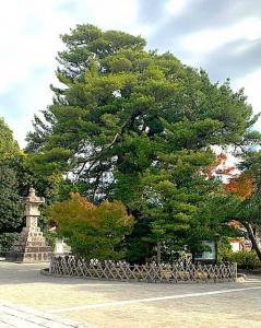 鶴岡八幡宮 太鼓橋北にある大木