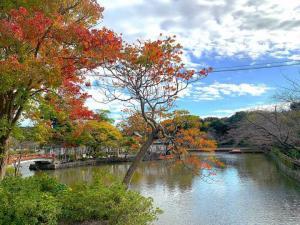 鶴岡八幡宮 源平池 源氏池