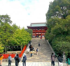 鶴岡八幡宮 大石段と親/子銀杏