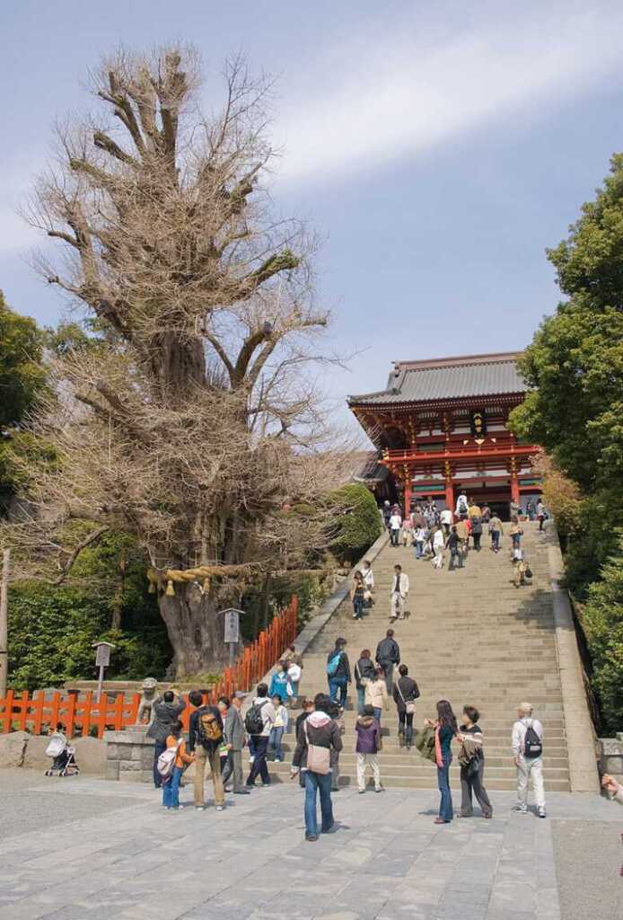 Wikipediaより：鶴岡八幡宮 倒れる前の大銀杏（2008年）