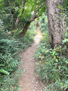 化粧坂切通(源氏山)~大仏切通し(高徳院・鎌倉大仏)間のハイキングコース(尾根道である事を実感できます!)