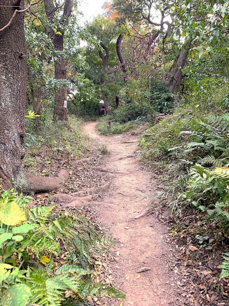 化粧坂切通(源氏山)～大仏切通し(高徳院・鎌倉大仏)間のハイキングコース(尾根道である事を実感できます！)