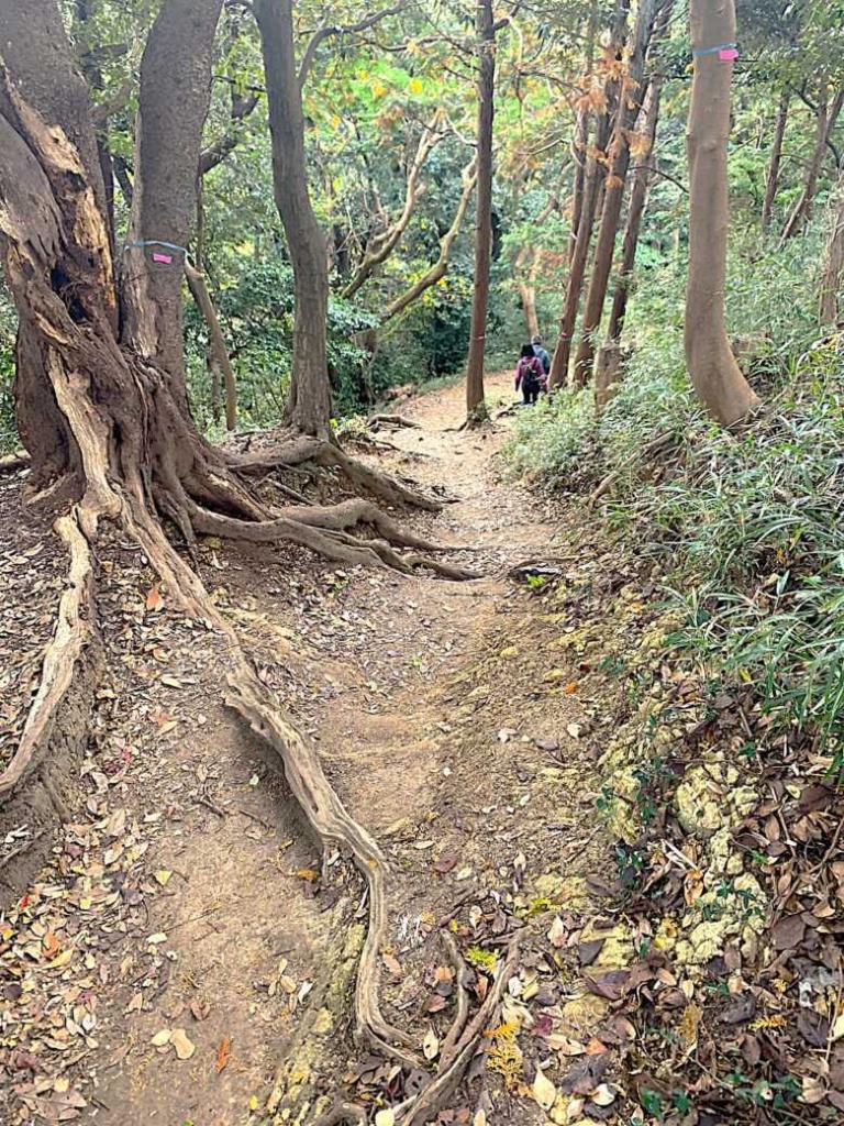 化粧坂切通(源氏山)～大仏切通し(高徳院・鎌倉大仏)間のハイキングコース(尾根道である事を実感できます！)