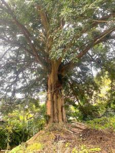鎌倉 朝夷奈切通(東側入口付近)