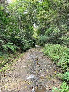鎌倉 朝夷奈切通(水溢れてました…)