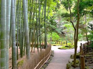 鎌倉 報国寺(竹寺)