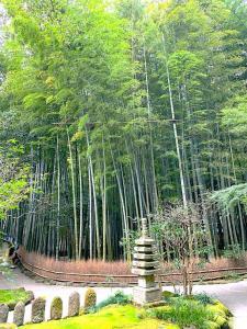 鎌倉 報国寺(竹寺)