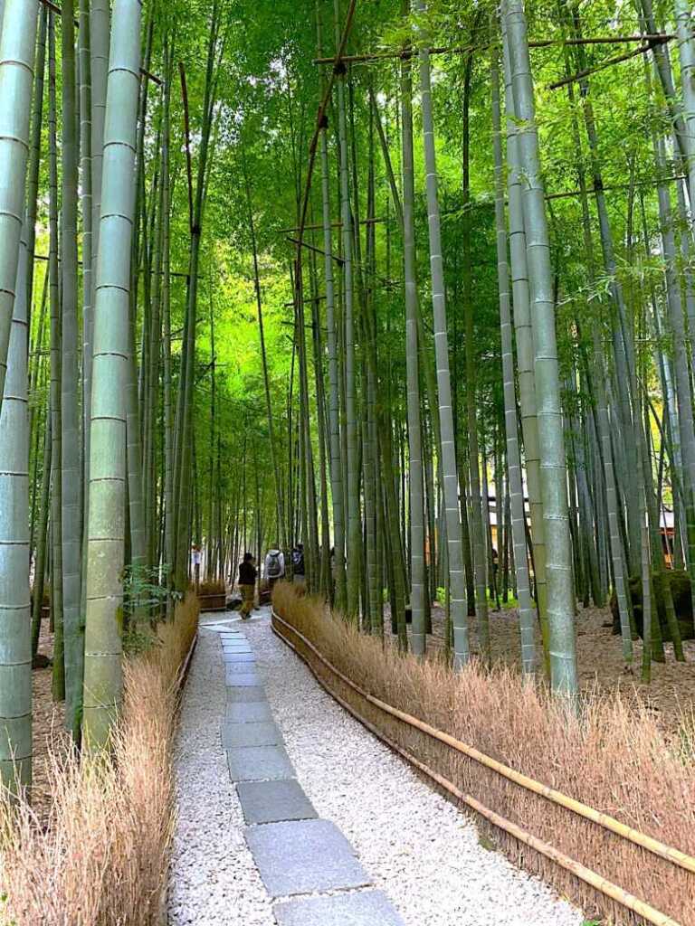 鎌倉 報国寺(竹寺)