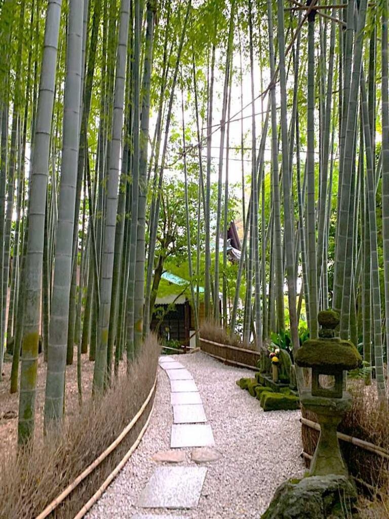 鎌倉 報国寺(竹寺)