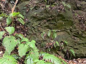 鎌倉　名越切通