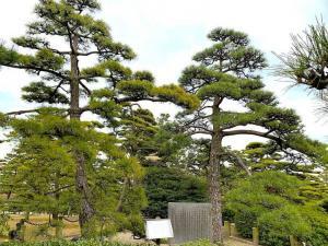 高松城 内苑御庭 御手植松