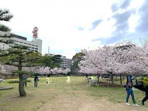 高松城 桜の馬場
