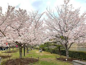 高松城 桜の馬場