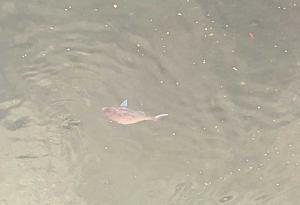 高松城跡内濠遊覧 和船「玉藻丸」城舟体験乗り場付近(鯛が見えました…)