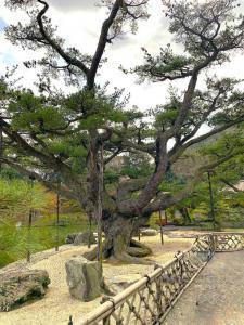 栗林公園　根上り五葉松