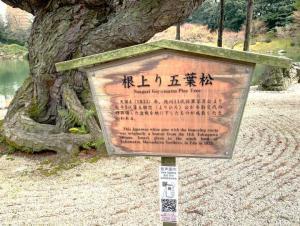 栗林公園　根上り五葉松