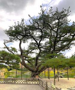 栗林公園　根上り五葉松　(奥に南湖に浮かぶ仙磯・偃月橋が見えます)