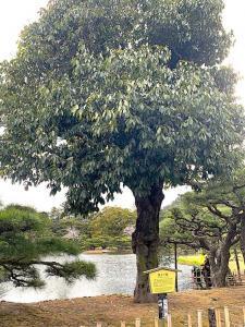 栗林公園 「根上り樫」