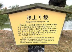 栗林公園 「根上り樫」