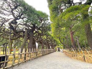 栗林公園 「屏風松と箱松」