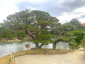 栗林公園 夫婦松