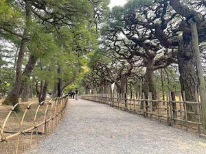 栗林公園 「屏風松と箱松」