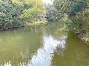 栗林公園　鴨池