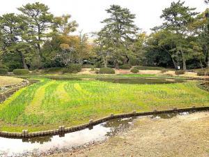 栗林公園　花しょうぶ園