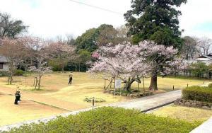 屋島寺 可正桜